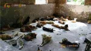 德阳动物救助站群号是多少（德阳市流浪动物救助中心电话）