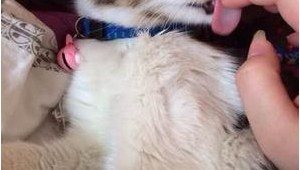 武汉猫网救助站（宠物救助站武汉）
