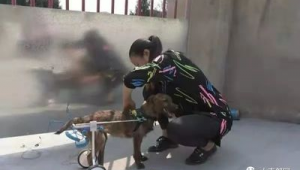 动物救助站国家有补贴吗（南部县动物救助站电话）