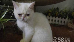 长沙宠物救助中心（长沙宠物救助站领养宠物）